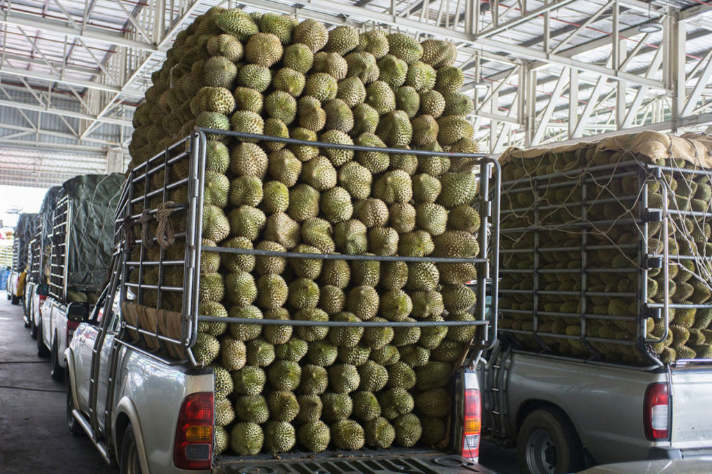 Durian Raub