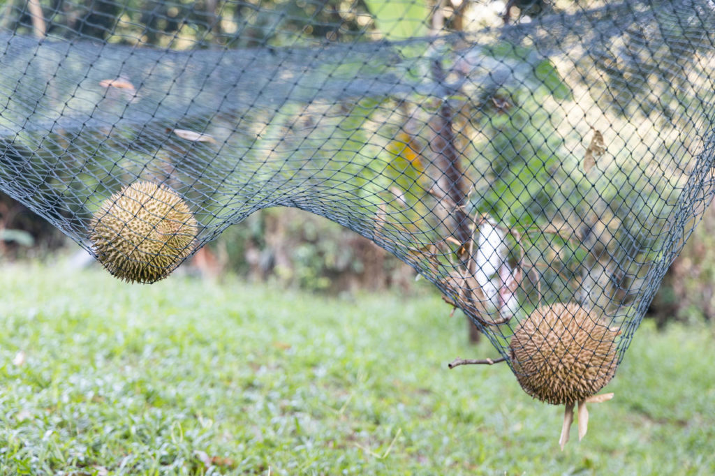 Durian Raub