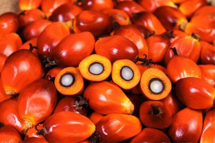 Palm Oil Manufacture