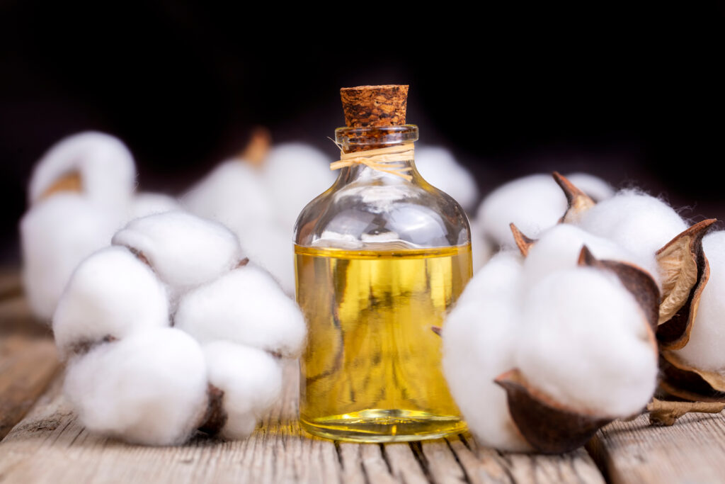 Cotton plant ball and cotton seed oil